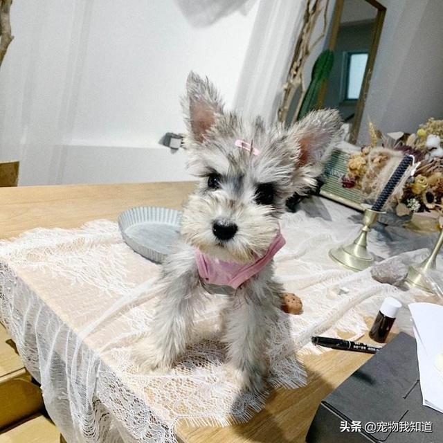 波士顿梗犬的缺点:雪纳瑞怎么样，缺点多不多？
