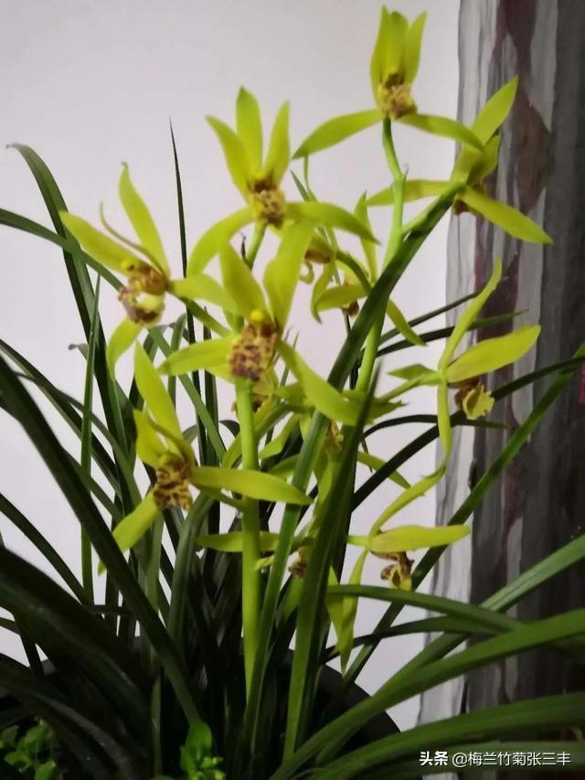 软腐病:软腐病的兰盆用什么杀菌消毒？
