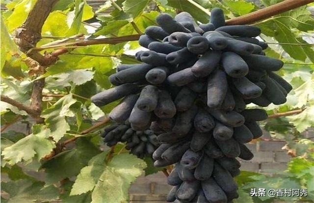 蓝宝石葡萄种植方法:蓝宝石葡萄种植开新芽怎么管理？