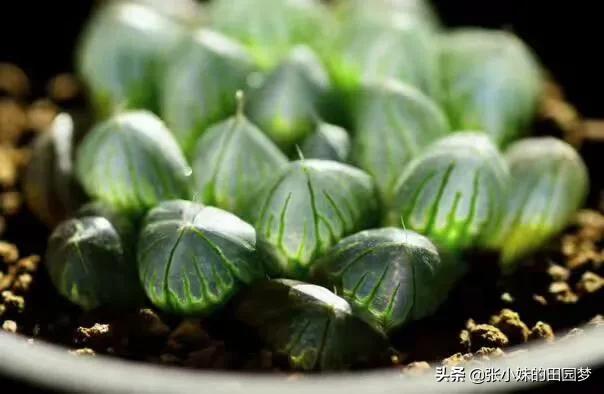 多肉分类:多肉哪种品种好看，适合卧室的，有何推荐？