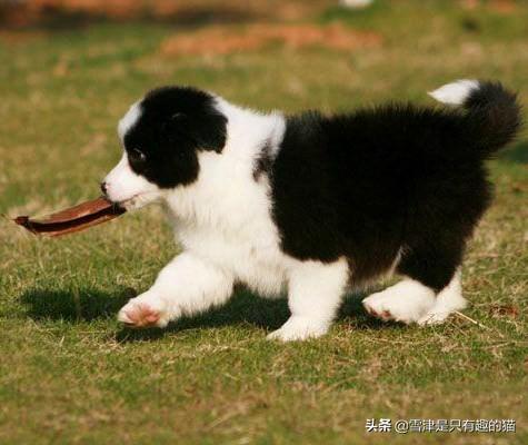 天生无脖牧羊犬遭弃:智商排名第一的边境牧羊犬，为什么养它的人却很少？