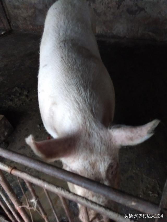 母猪全部产死胎的原因:母猪产死胎啥原因 母猪下死胎没长成，怎么回事？