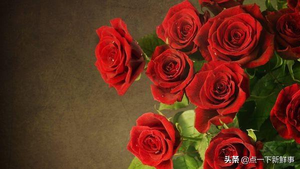 超全玫瑰花语，花的种类那么多，为什么是玫瑰花代表爱情