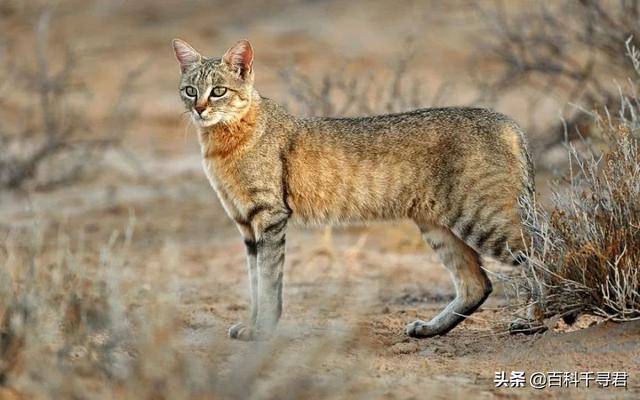 平头哥和猫咪打起来谁能赢？