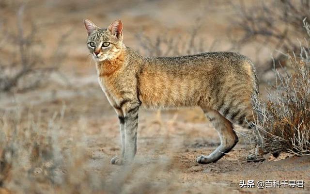 草原斑猫和亚洲野猫:这种猫叫什么？品相如何？ 草原斑猫野猫