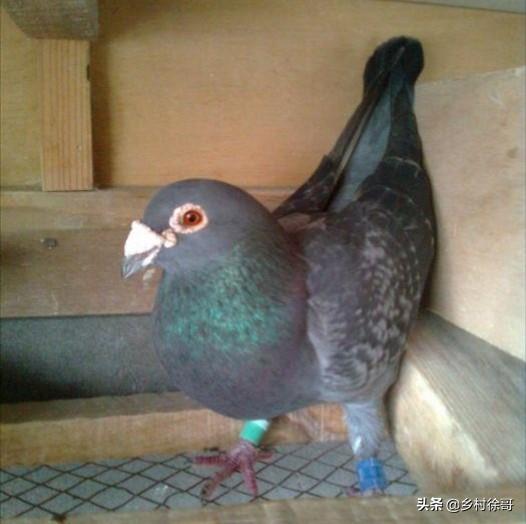 磺胺对甲氧嘧啶钠:信鸽磺胺类药物中毒怎么治疗？