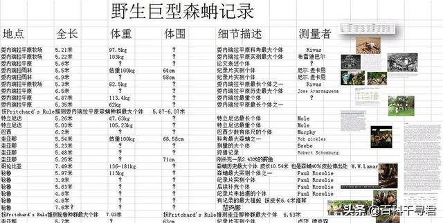 世界上最大的蛇吃人:森蚺和网纹蟒谁厉害？为什么？ 世界上最大的蛇吃人的视频