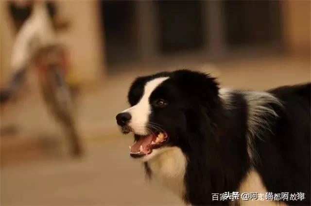 法斗犬的眼睛总是红:为什么我家的牧羊犬晚上眼睛反光是红色的？