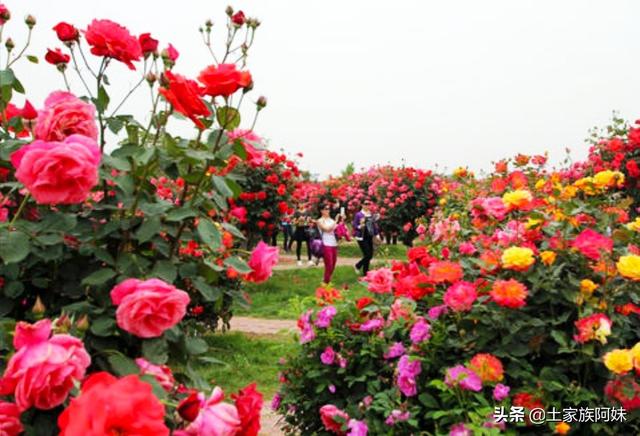秋天月季花栽培方法如下:想在农村大面积种植月季花，应该怎样建园？种植管理方法有哪些？