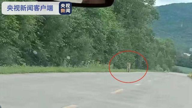 完达山一号东北虎:又是东北，黑龙江双鸭山饶河出现老虎，它实力有多强，咬人咋办？