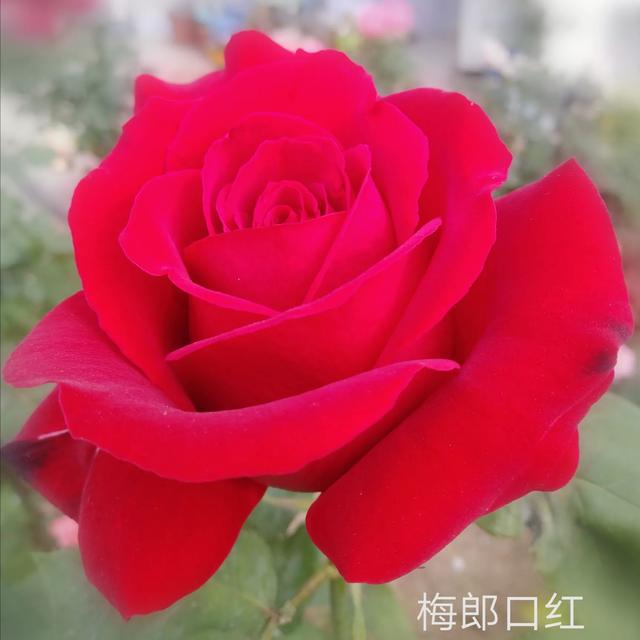 优秀月季花品种介绍百度网:名贵月季十大品种是哪些品种？