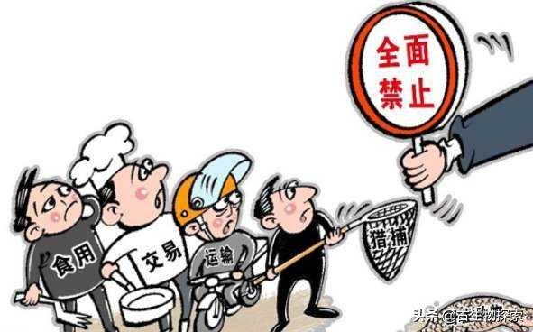 汤氏异吻象鼻鱼:从现在开始，所有人不捕杀野生动物，多年后会不会泛滥成灾？