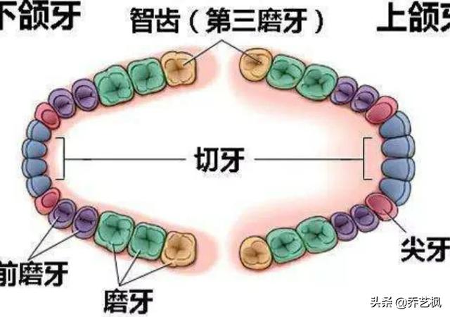 长智齿怎么办(长智齿怎么办快速止痛)