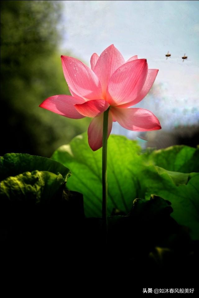何花:何花为什么就是火不起来？