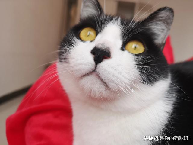 加菲猫幼猫吃什么猫粮好:5个月大的幼猫吃什么猫粮好？现在吃猫奶糕，有必要换吗？
