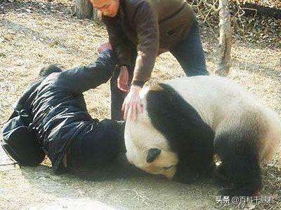 大熊猫咬人吗:熊猫咬死100人要处死吗？