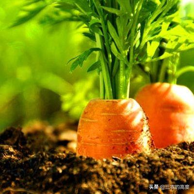 花叶芋根结线虫病:种植胡萝卜如何防治根结线虫？