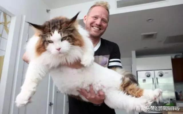 缅因猫如何喂养:小布偶猫为什么这么丑，布偶怎么发腮爆毛？