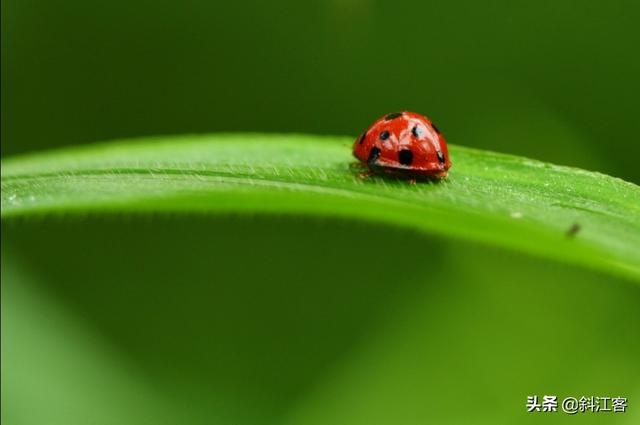 蜂鸟鹰蛾幼虫图片:把你手机相册里的昆虫相片拿出来PK一下？