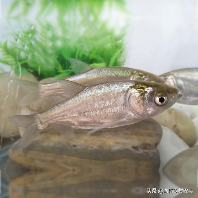 水草泥里的鱼屎怎么办:水草缸，缸底如果铺满水草比如莫斯，鱼的便可以过滤吗？