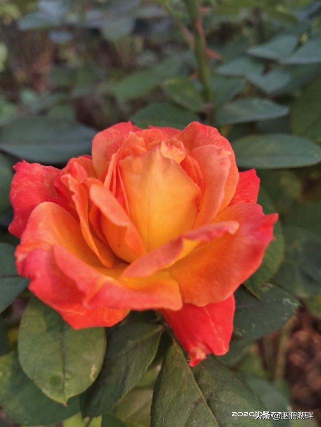 最香的几款月季品种是什么？插图60