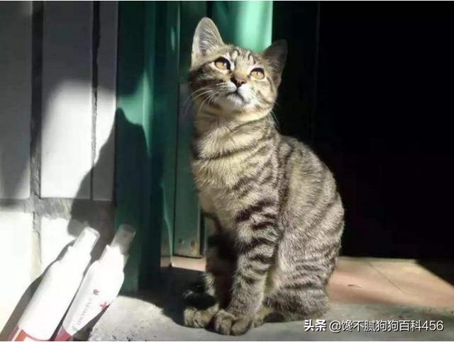 狸花猫图片高清:为什么养狸花猫的人不多？狸花猫有什么缺点吗？