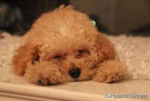 狗感冒了吃什么药:麻烦问一下狗狗感冒咳嗽吃什么药好？ 小狗狗感冒了吃什么药