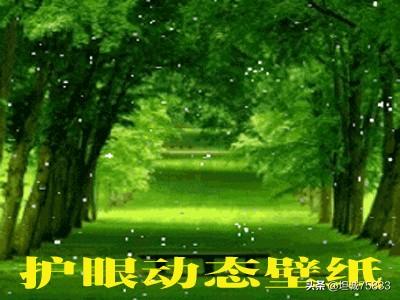 动态壁纸哪个软件好用？