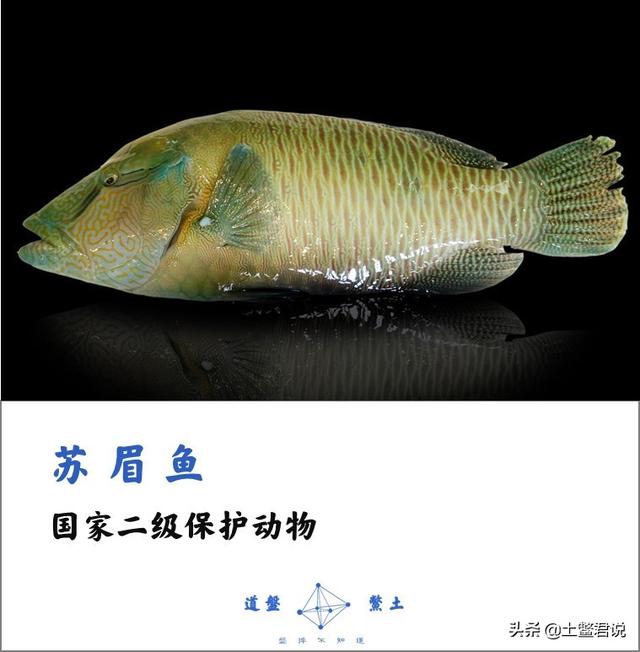 龙趸王:中国四个海哪个海里的海鲜好吃，为什么