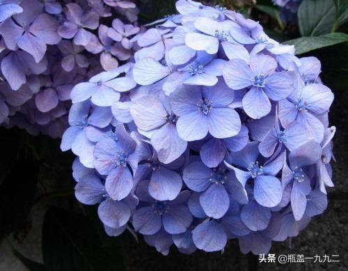 3朵绣球花的花语:绣球花一个枝头上有多个花苞，正常吗？绣球花盆栽该如何养护？