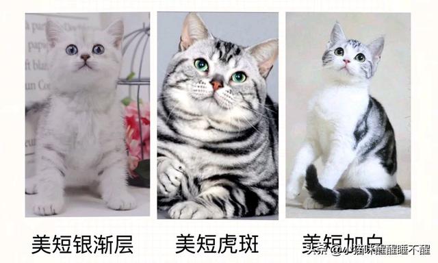 布娃娃猫:布娃娃猫咪图片 布偶是不是猫界里的颜值第一？