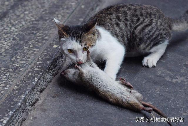 键盘猫:办公室内电脑鼠标键盘频繁被老鼠咬坏，有什么办法灭鼠呢？