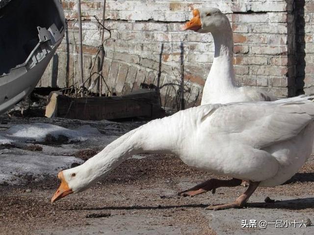 巨蟒肚内惊见好友:家里喂两只大鹅，大蟒蛇不敢进家里吗