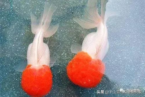 狮子头金鱼头发白:狮子头金鱼鼻子旁长出白色的东西是病吗？