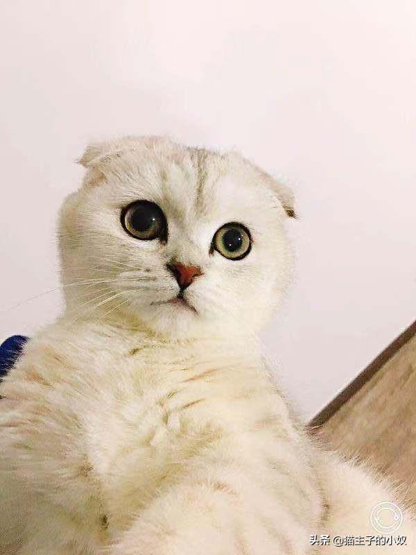 巧克力猫:怎么告诉猫咪它不能吃巧克力？