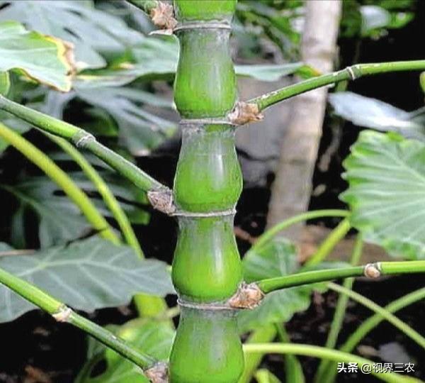 罗汉竹:罗汉竹图片 种植罗汉竹有哪些注意事项，如何提高出笋率？
