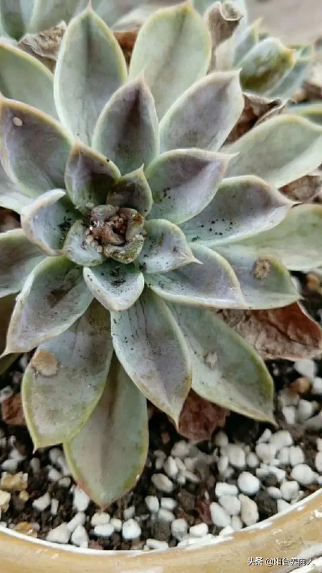 多肉长白色虫子,怎么预防?-百科网