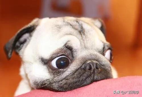 八哥狗图片:饲养巴哥犬，需要知道什么呢？