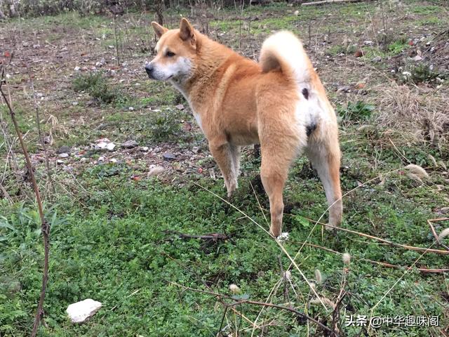 中华田园犬为什么禁养:如何看待安徽合肥拟禁养中华田园犬等将近40种犬种？