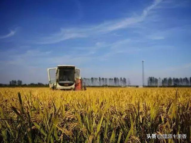 2020西施犬价格行情:20款宝马325Li，M运动豪华，现在能卖多少？五千公里了？