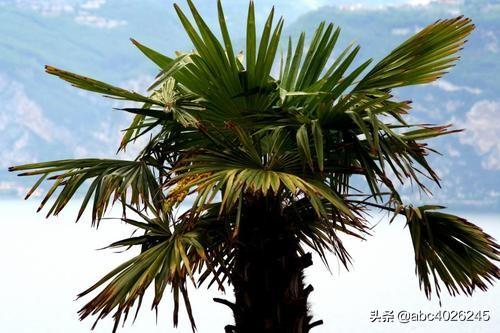 棕榈的拼音棕榈怎么读是什么植物这种植物有什么用