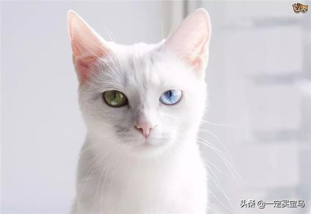 猫眼睛中间绿的周围黄的:哪一种猫的眼睛是一只蓝色、一只黄色？