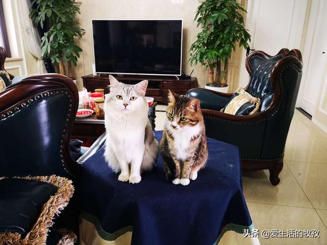 马加爵放过的唯一舍友:如何评价山东大学生虐猫事件
