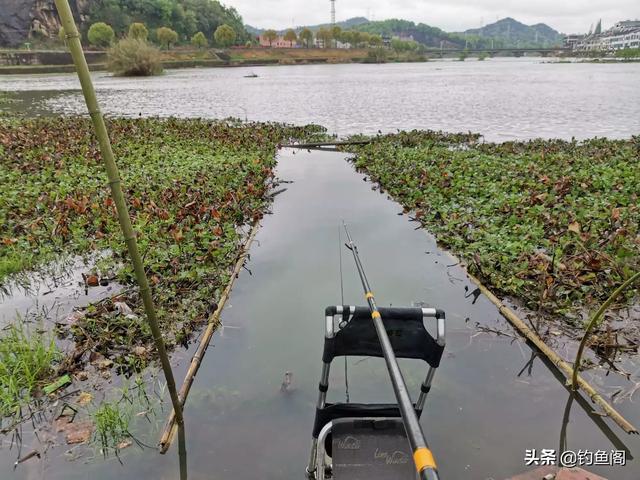 动物之森矛尾鱼雨天大海:为什么大雨过后垂钓鲫鱼，一点口都没有呢？望大师指点？