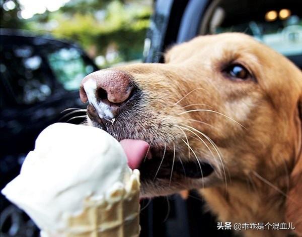 狗狗蛋黄粉怎么做烤箱:狗狗蛋黄粉的烤箱做法 夏季给狗狗喂食应该注意些什么呢？