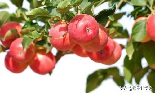 尸香魔芋花:“进化论”明明是主流理论的，为什么我们没有感到生物正在进化？