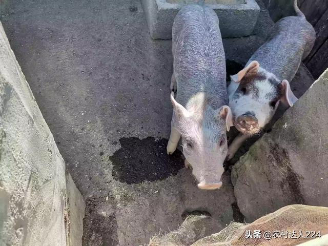 赛维洛犬菌清图片:古代没有狂犬疫苗，面对狂犬病古人是怎么做的？