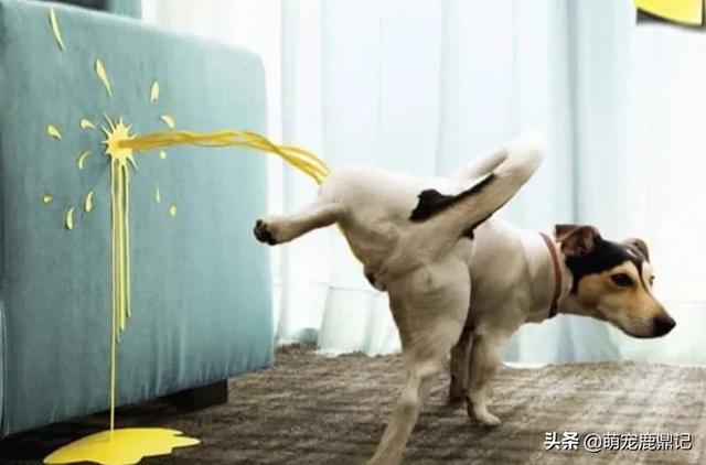 狗尿味道大:如何有效去除猫狗的屎尿残留味？