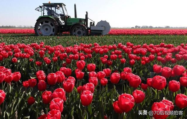 个人去荷兰旅游需要什么条件（现在可以去荷兰旅游吗）