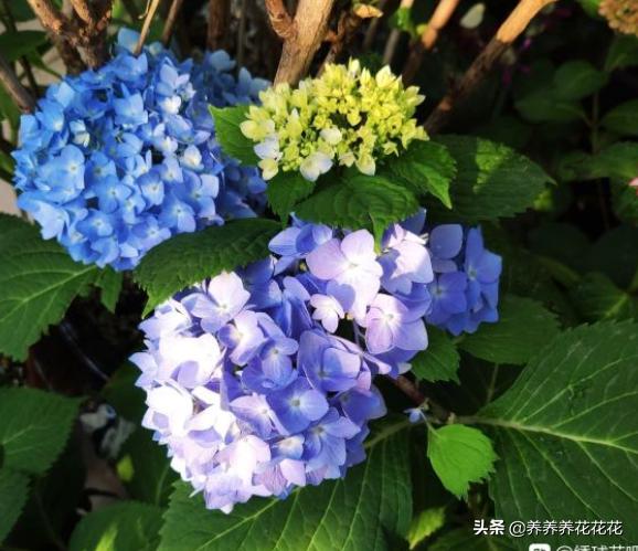 绣球花价格:绣球花价格一览表 买绣球花是花苗好还是老桩好？